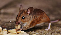 24 Hour & Emergency Exterminators in Osmond, NC